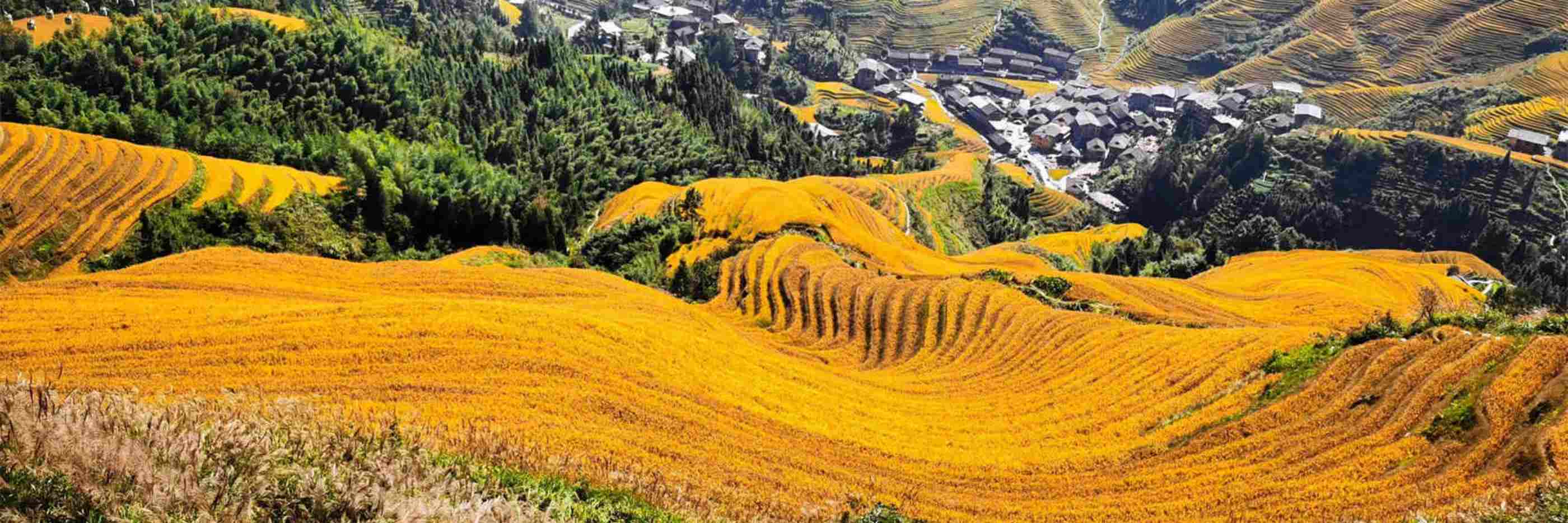 Longji Rice Terrace Tour
