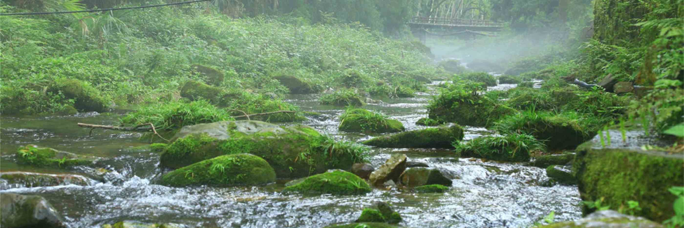Golden Whip Brook Tour