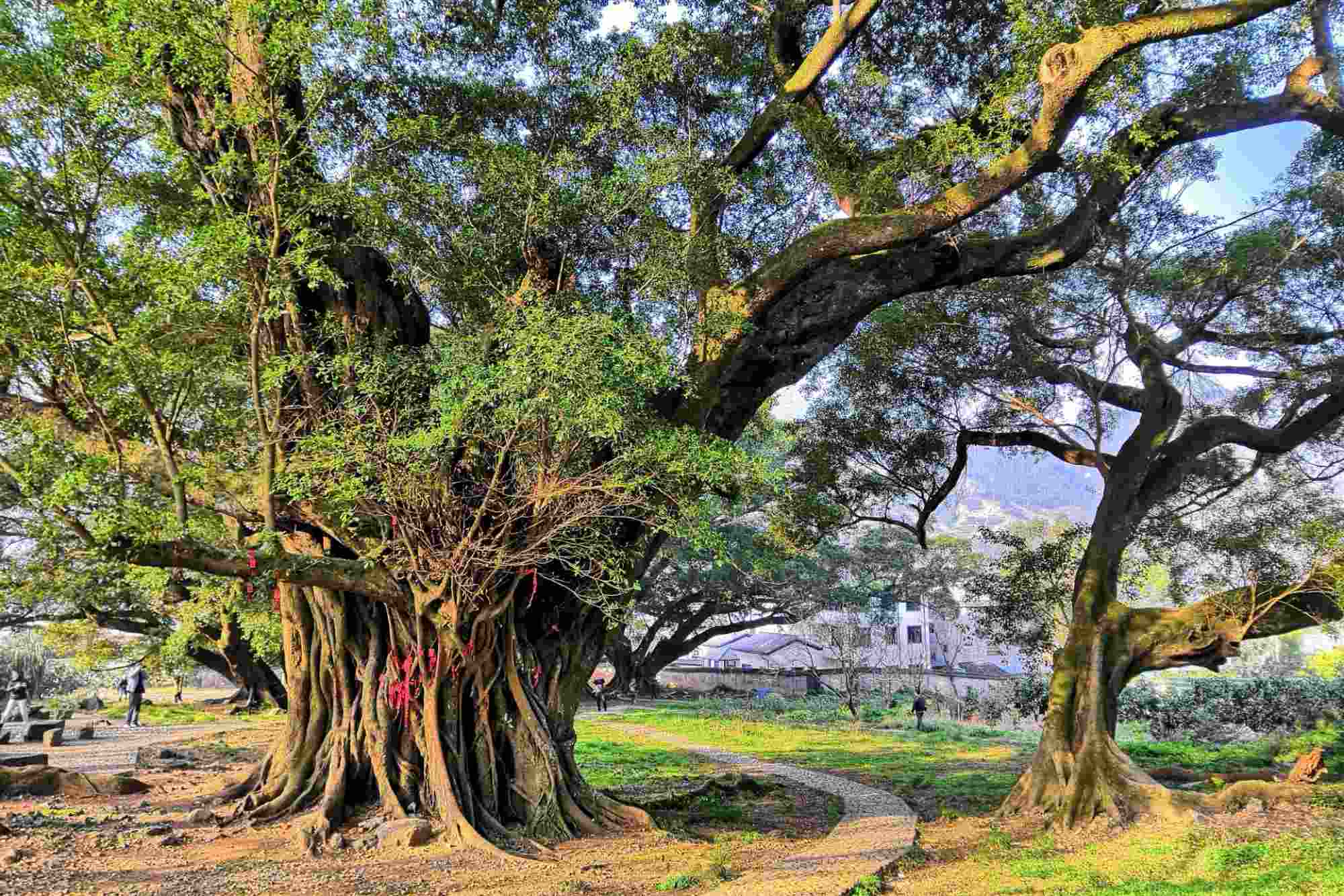 5-Day Fujian Tour to Discover Xiamen, Hakka Tulou and Anxi Tea Cluture Experience