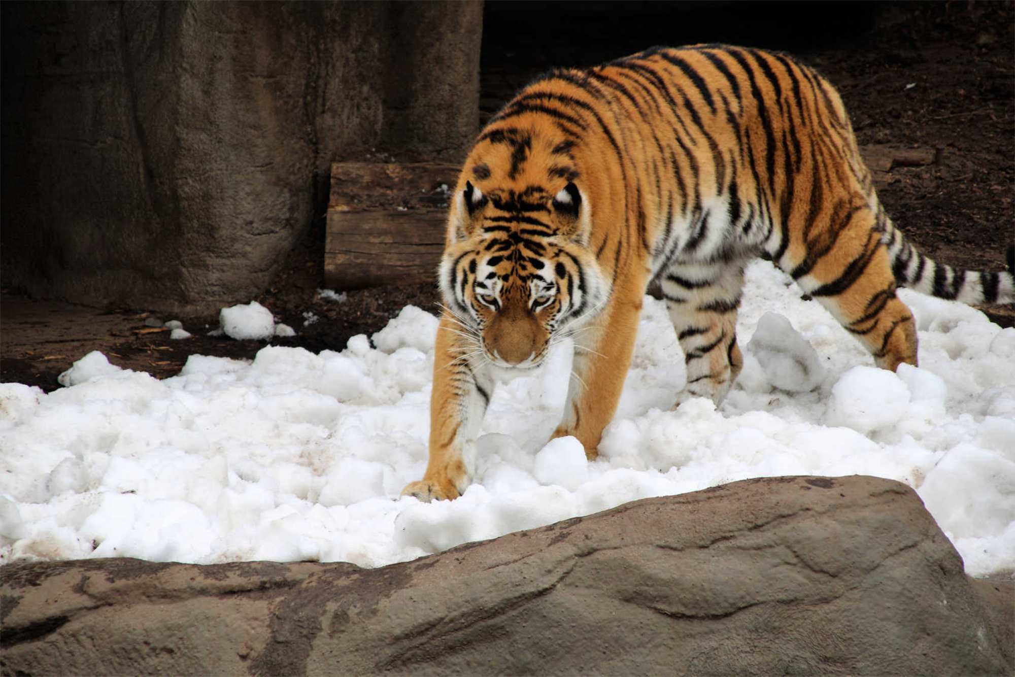 Siberian Tiger Park Tour