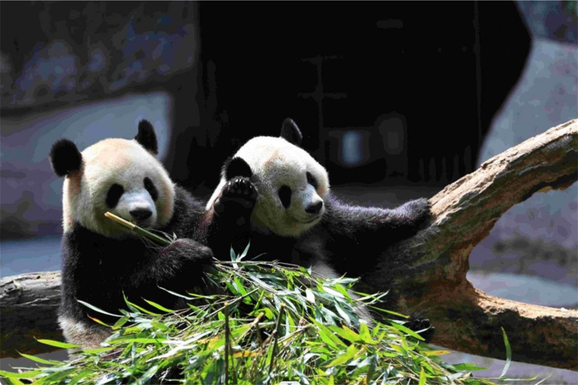 3 days China Chongqing Tour Packages