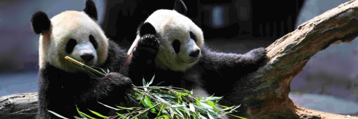 Chongqing panda tour