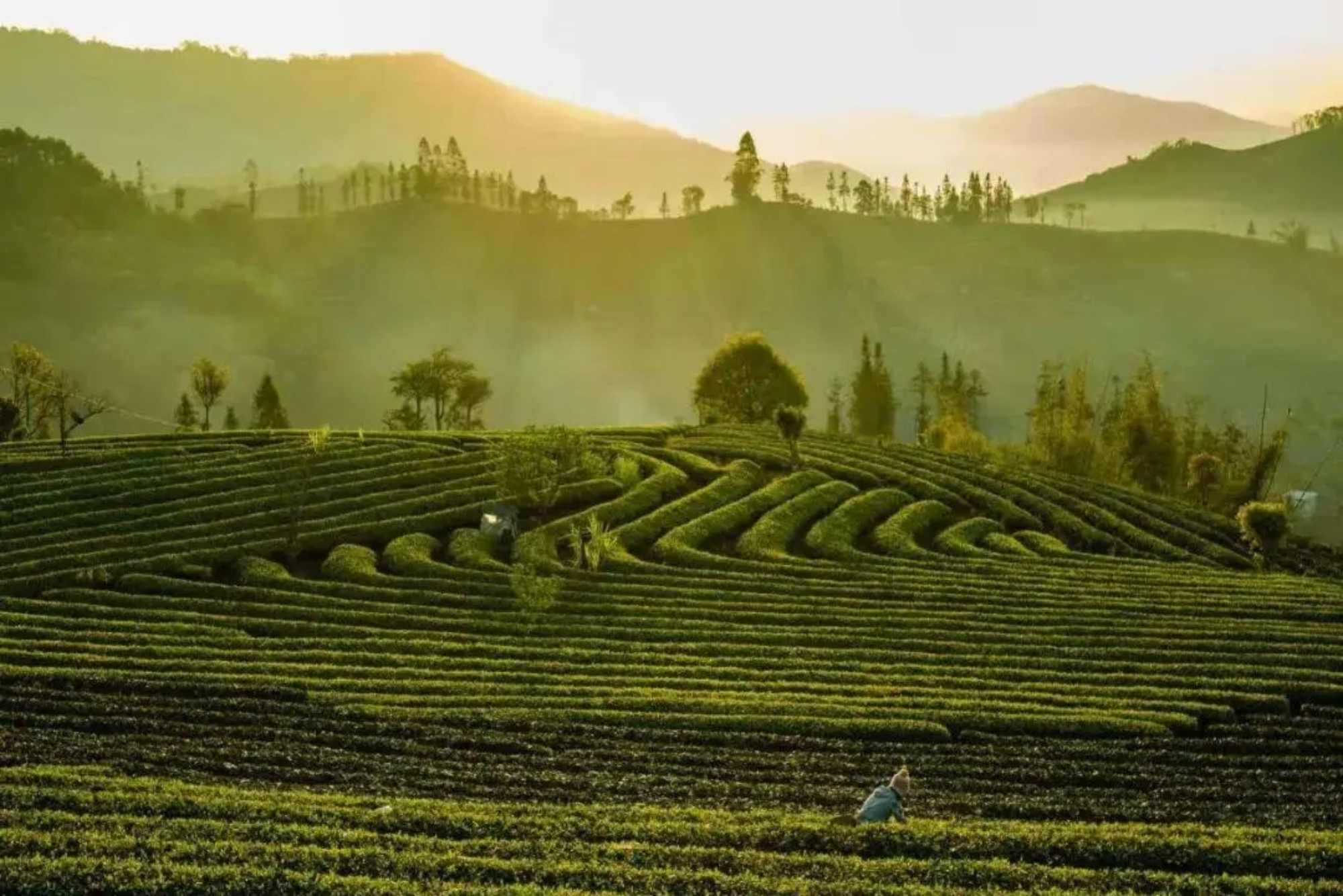 Pu’er Tour