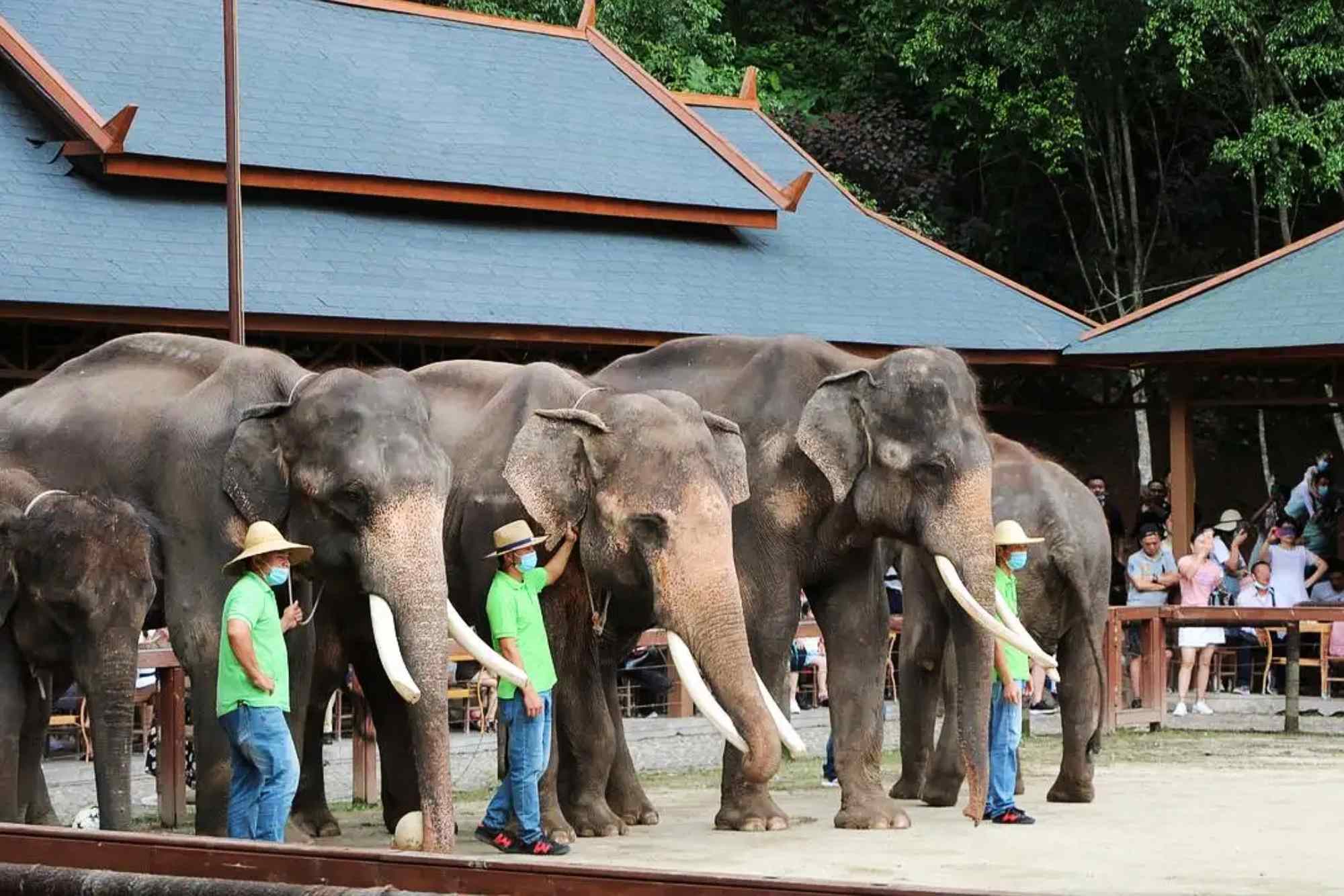 Wild Elephant Valley tour