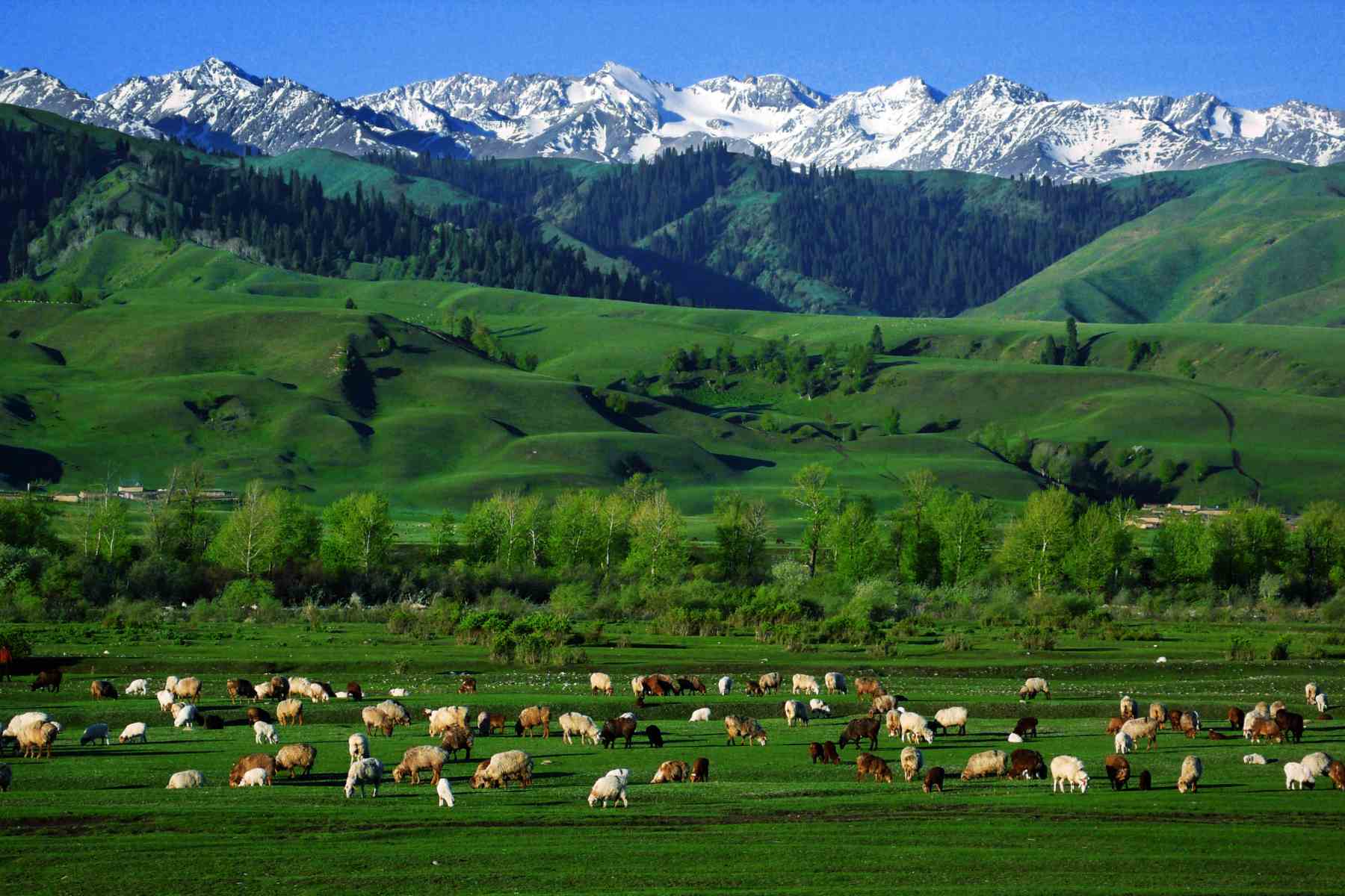 Naraty Grassland