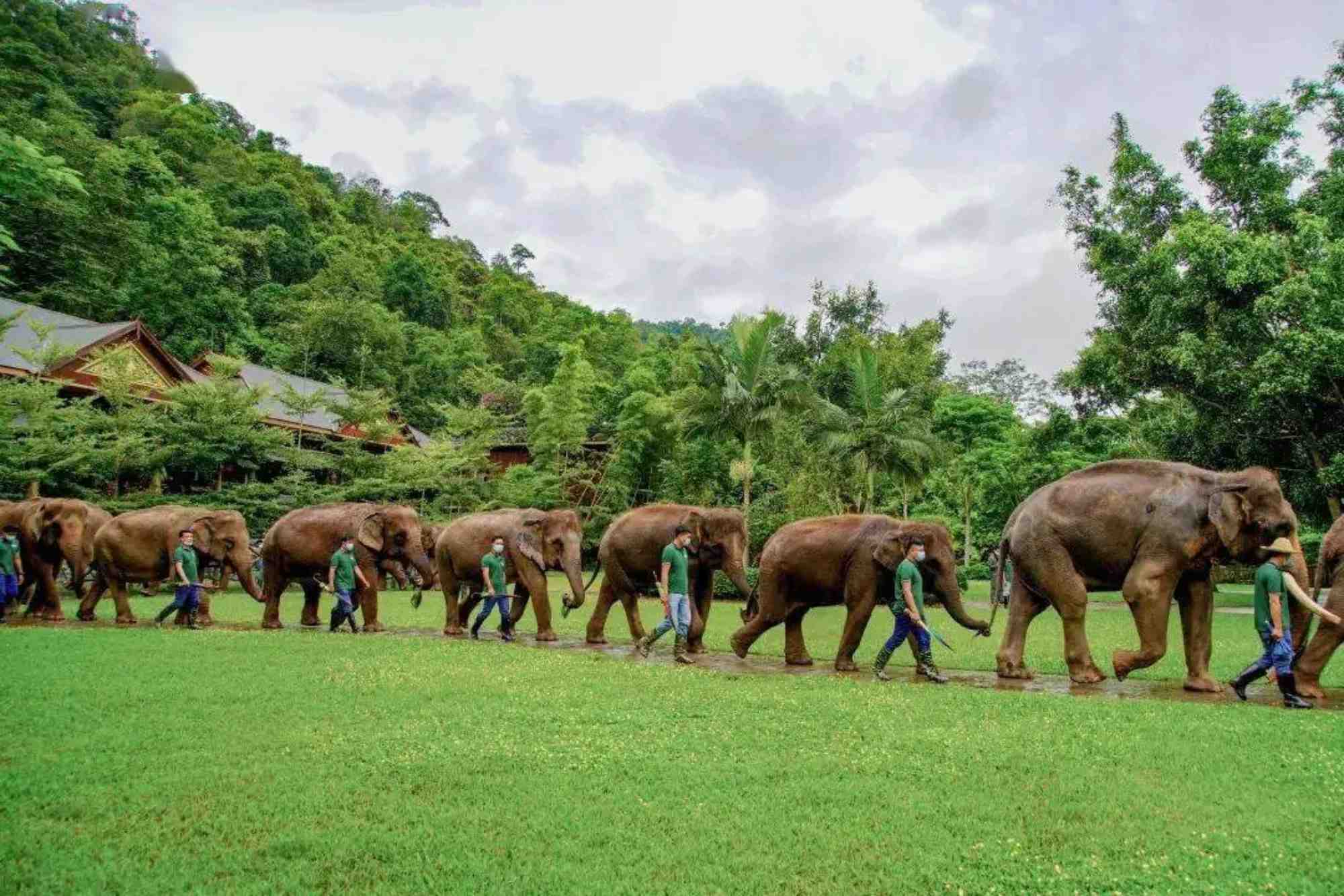 Wild Elephant Valley tour