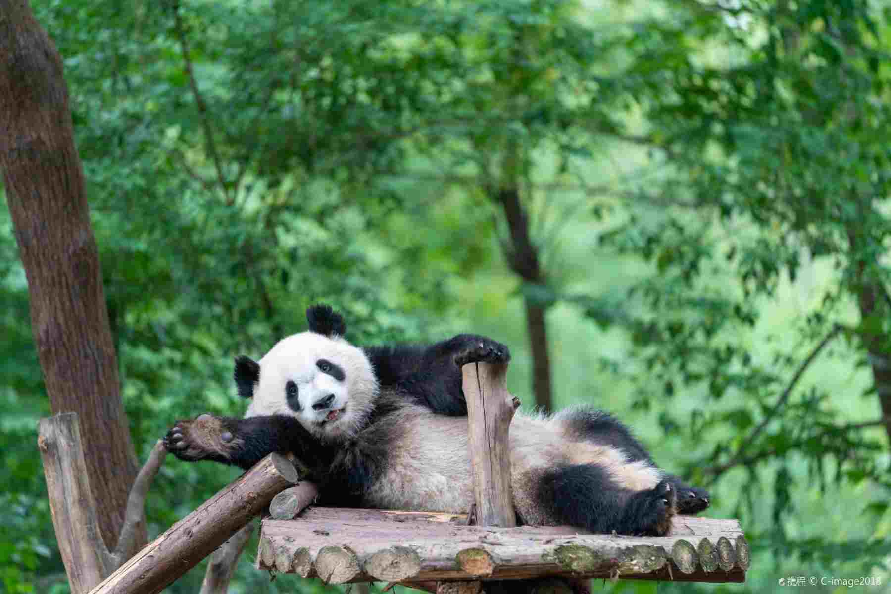 Panda Base