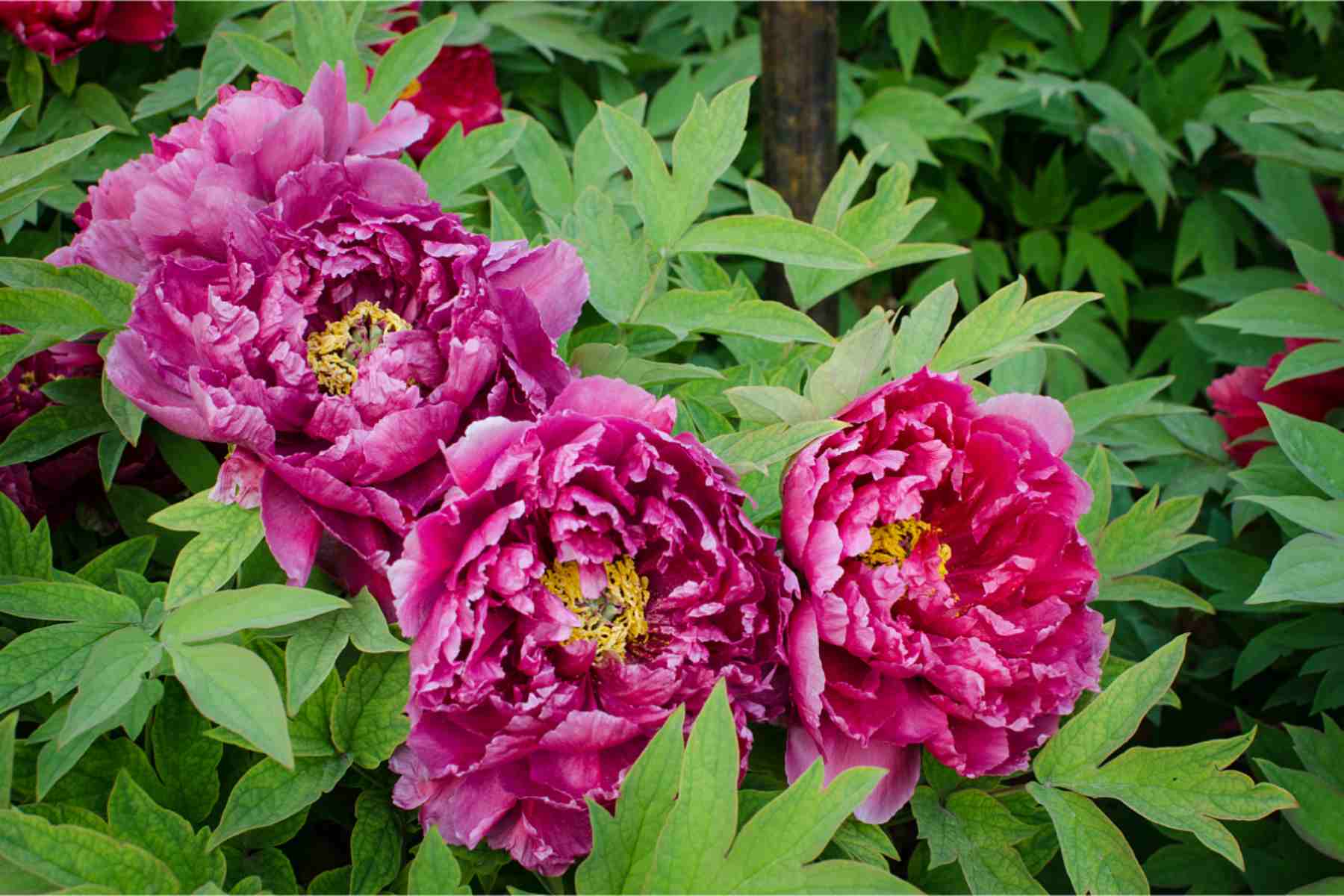 Peony Blossom Sightseeing