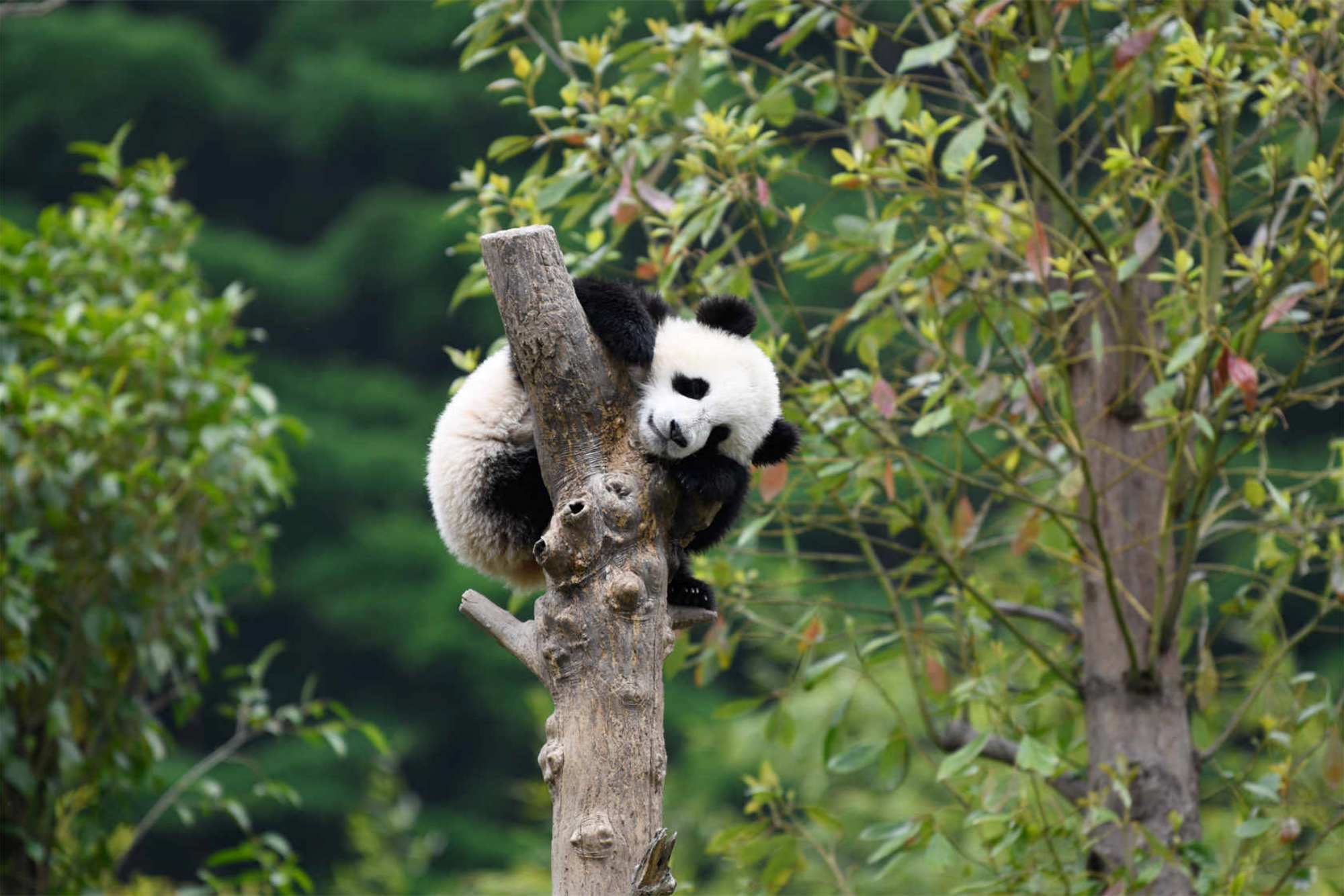 Chengdu Research Base of Giant Panda Breeding Tour