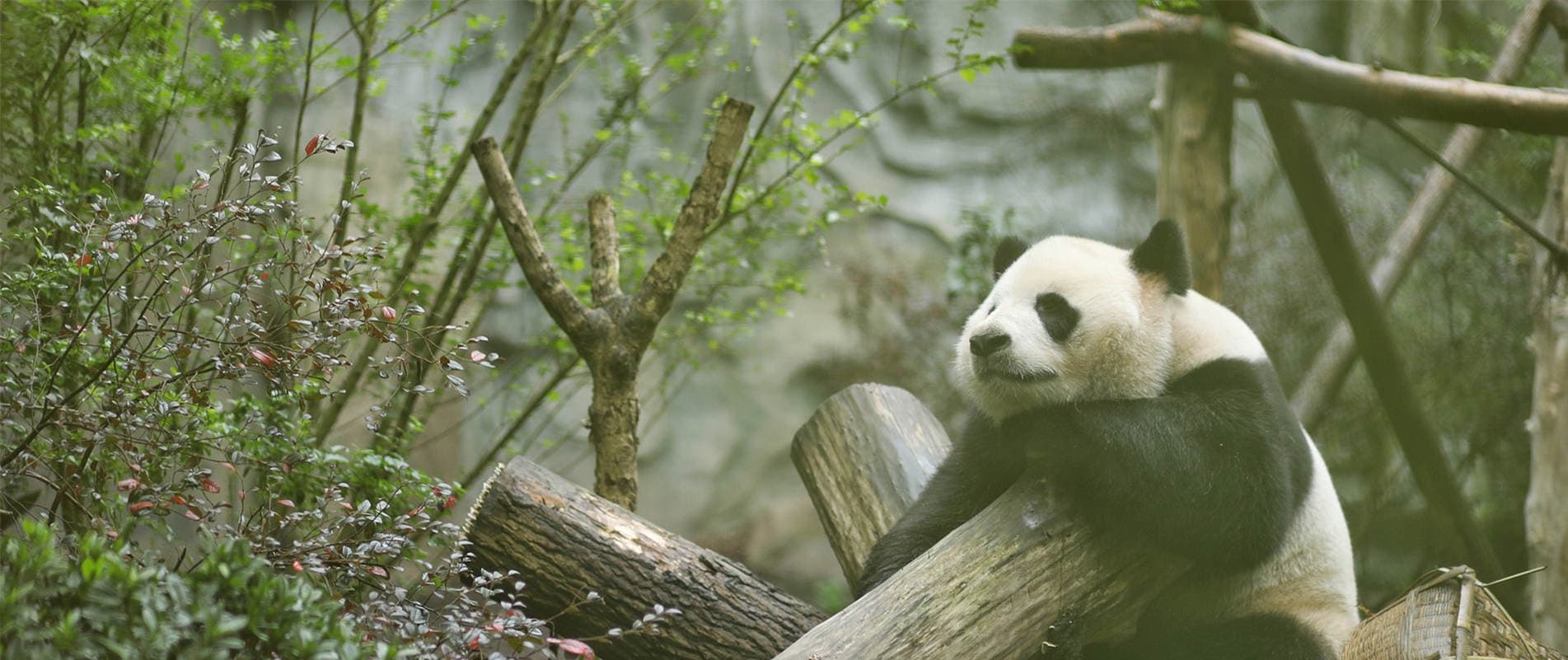 Sichuan Tours
