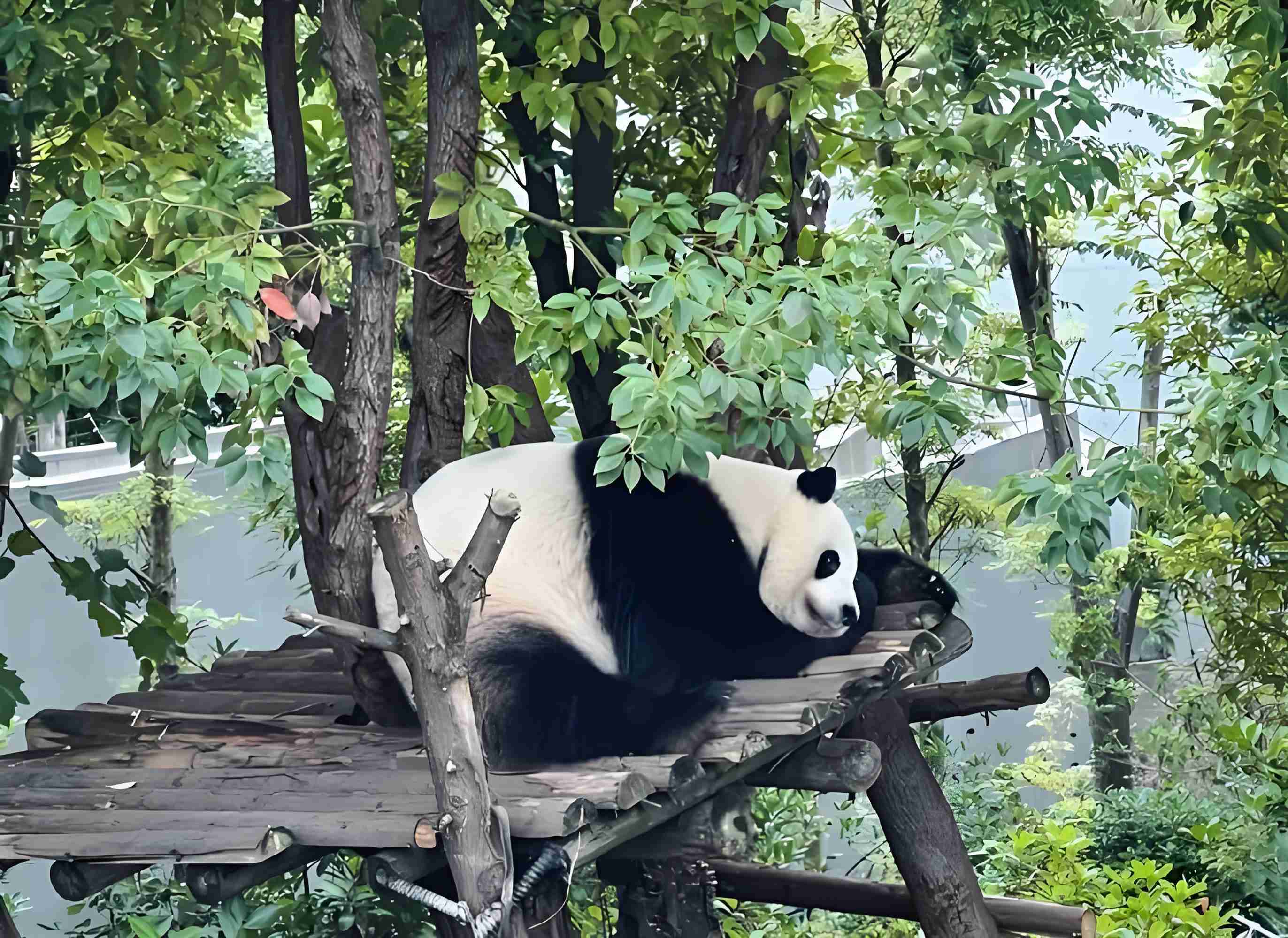 Chengdu Panda Base Private 1-Day Tour (Optional Volunteer)