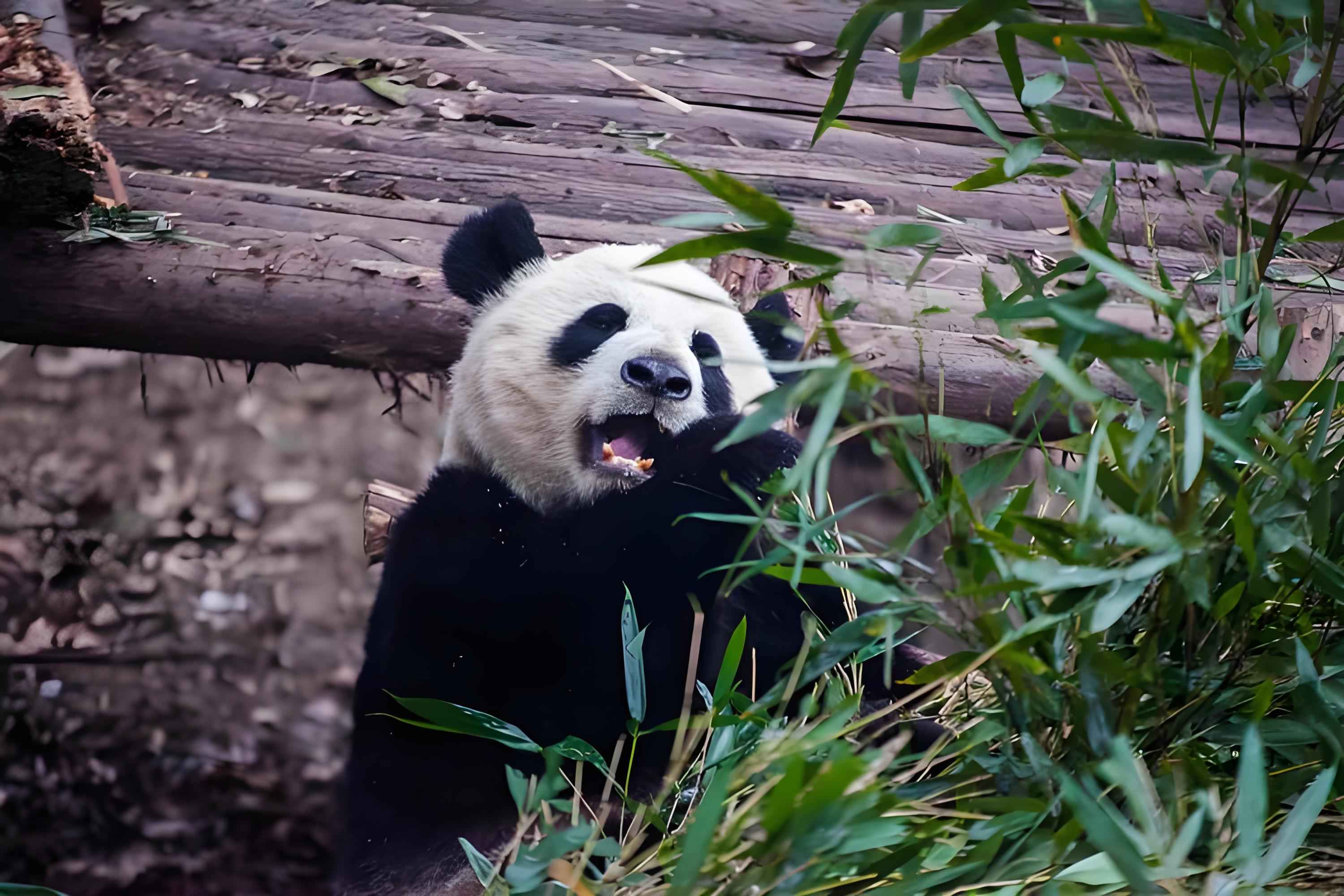 Chengdu Panda Base Private 1-Day Tour (Optional Volunteer)
