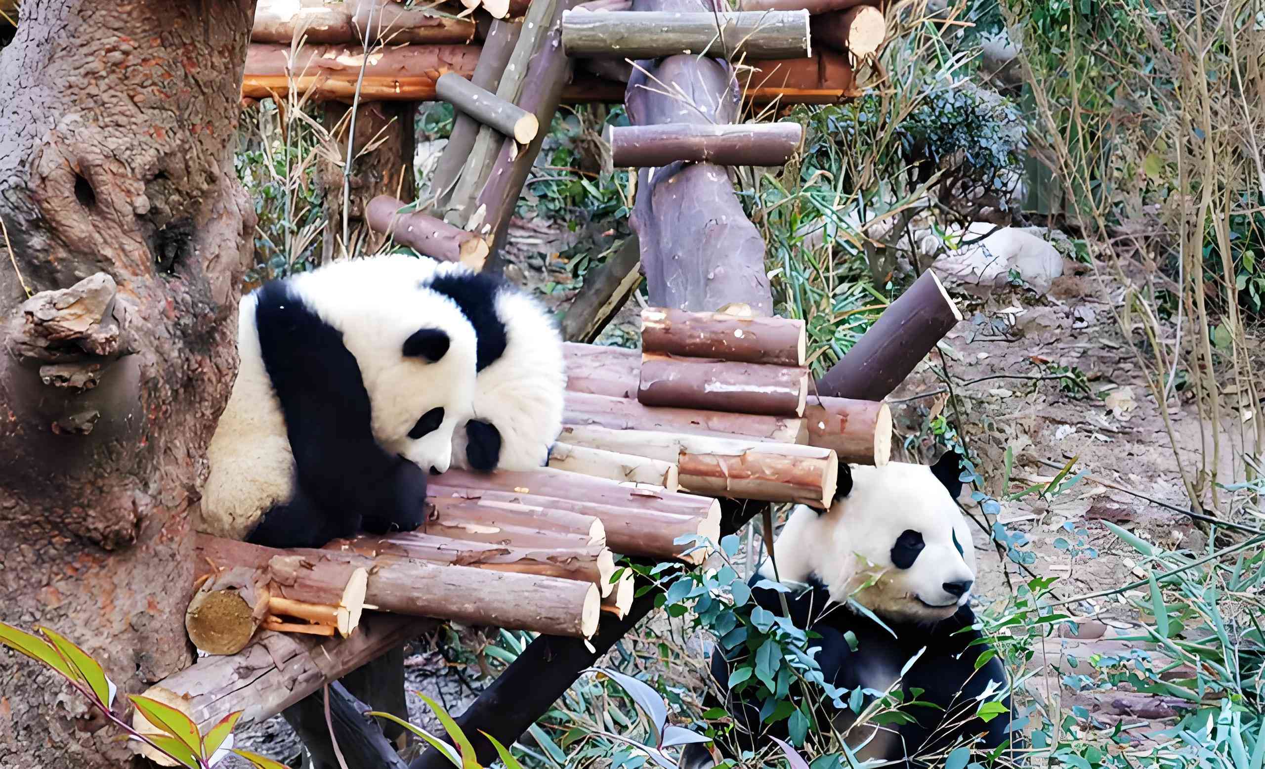 Chengdu Panda Base Private 1-Day Tour (Optional Volunteer)