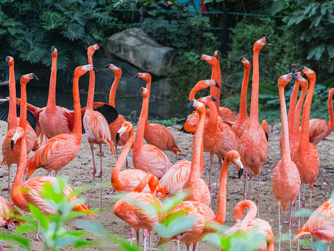 Guangzhou Chimelong Combo Day Tour: International Circus & Wildlife World (Private or Group Options Available)